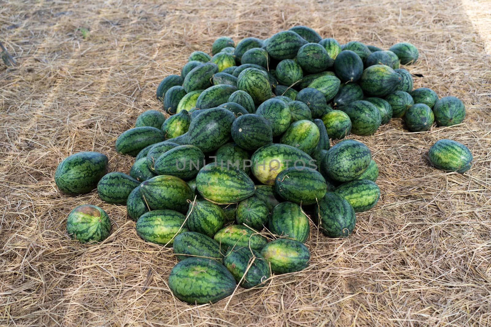 Watermelon on rice straw in Thailand