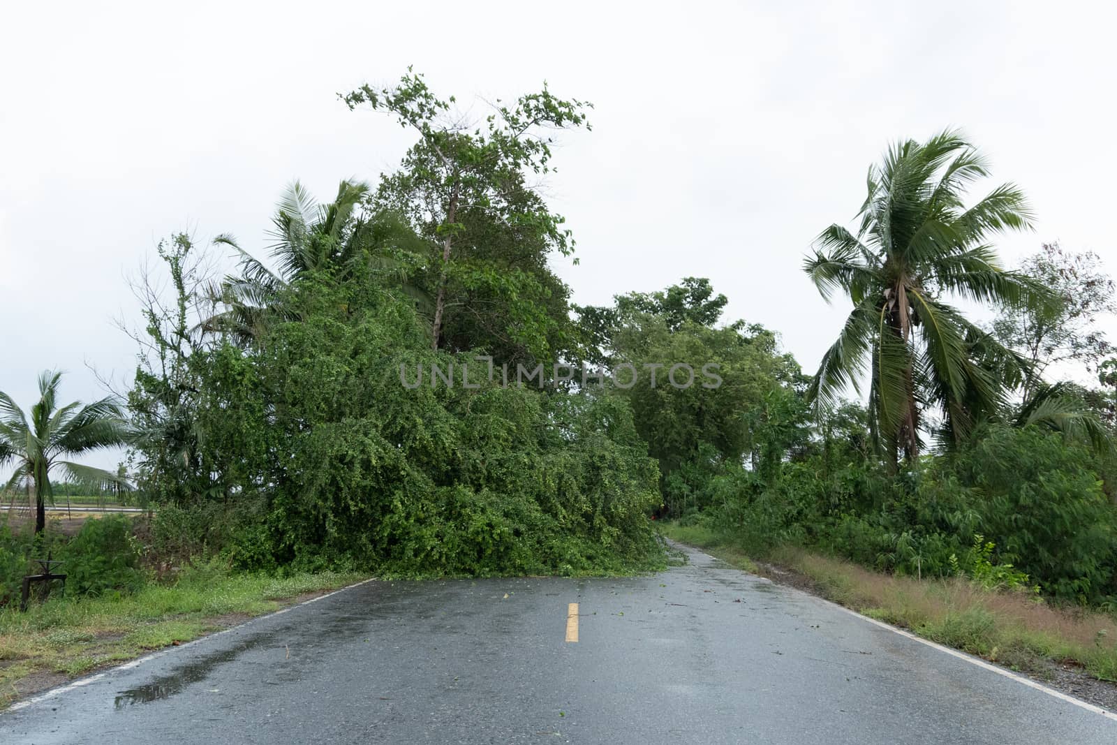 A fallen tree blocked the road