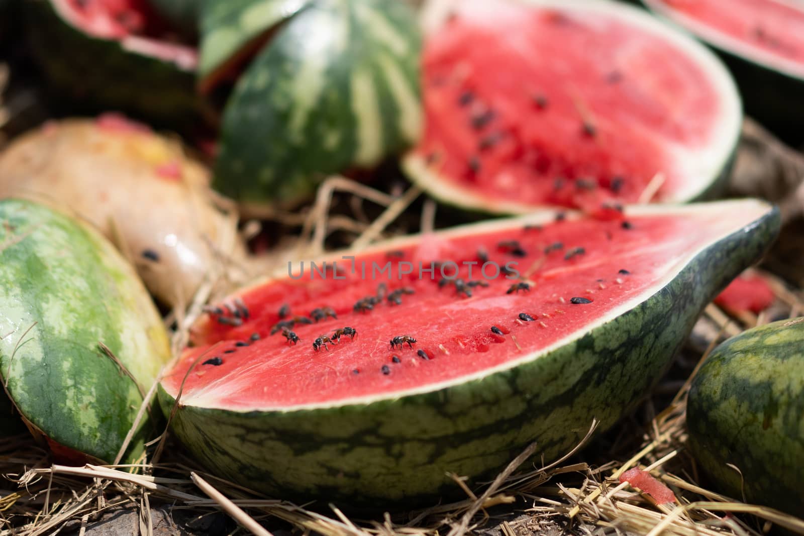 Rot watermelon