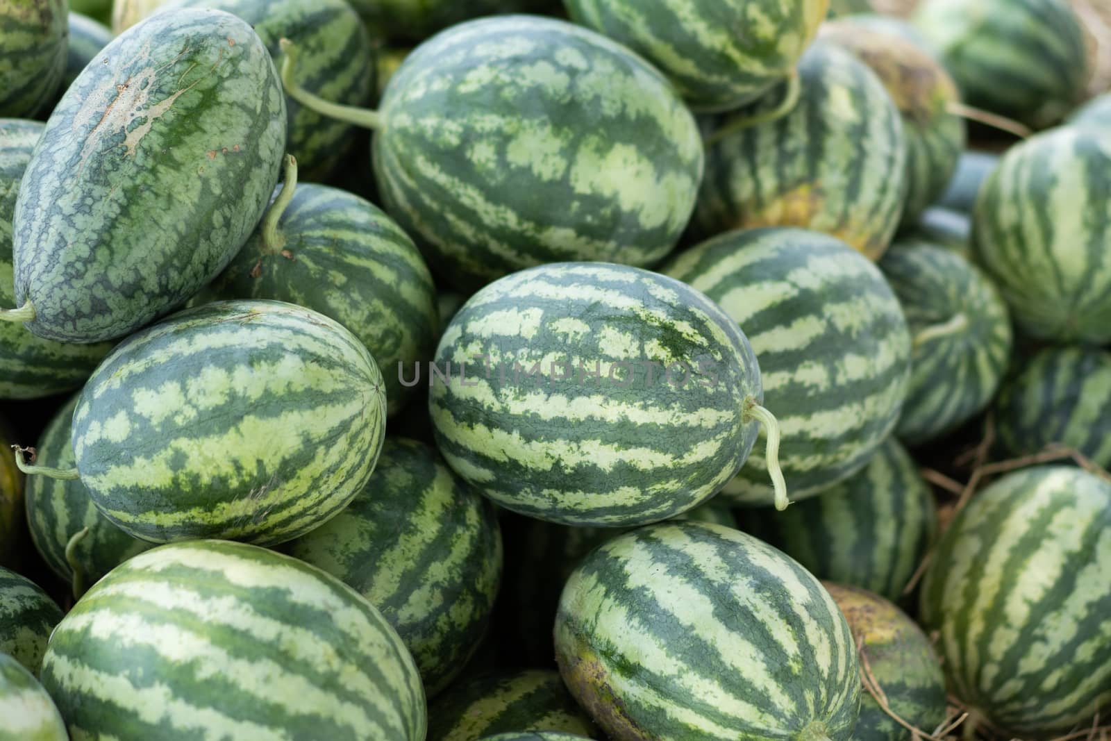 Many large green sweet melons