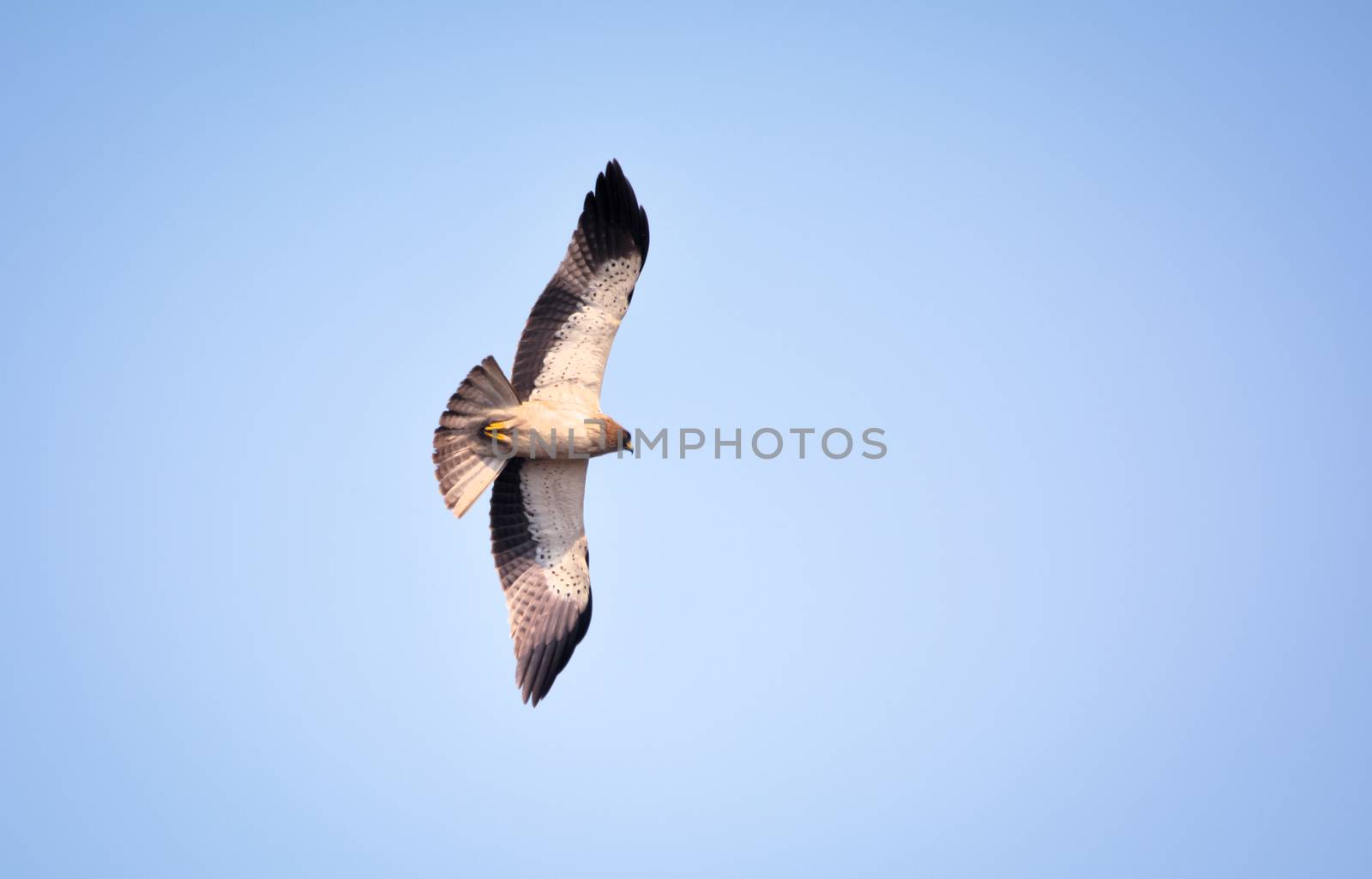 Booted eagle pale morph by rkbalaji