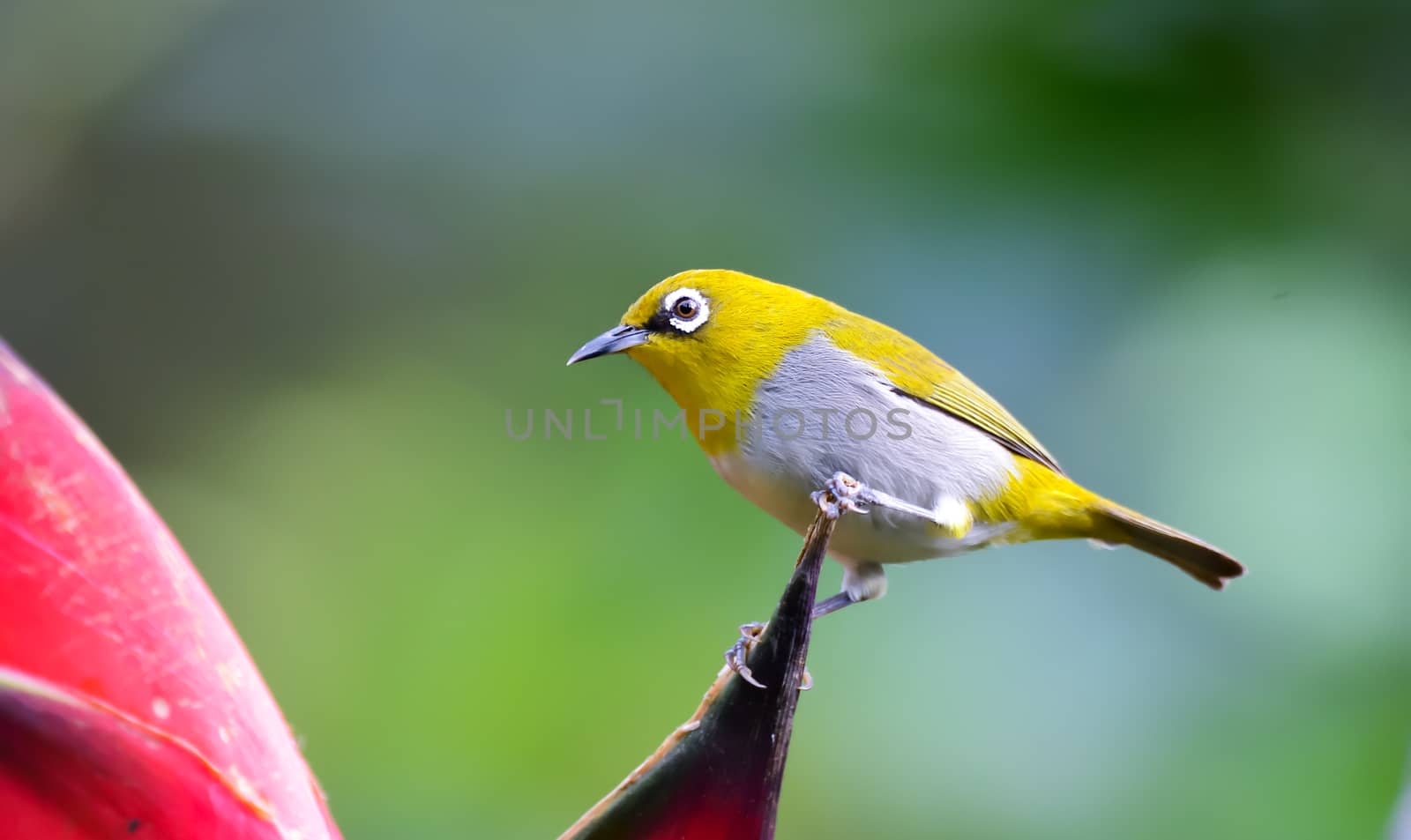 Oriental white-eye: Hyperactive little yellow bird with an off-white belly and white spectacles. Found in a wide range of habitats.