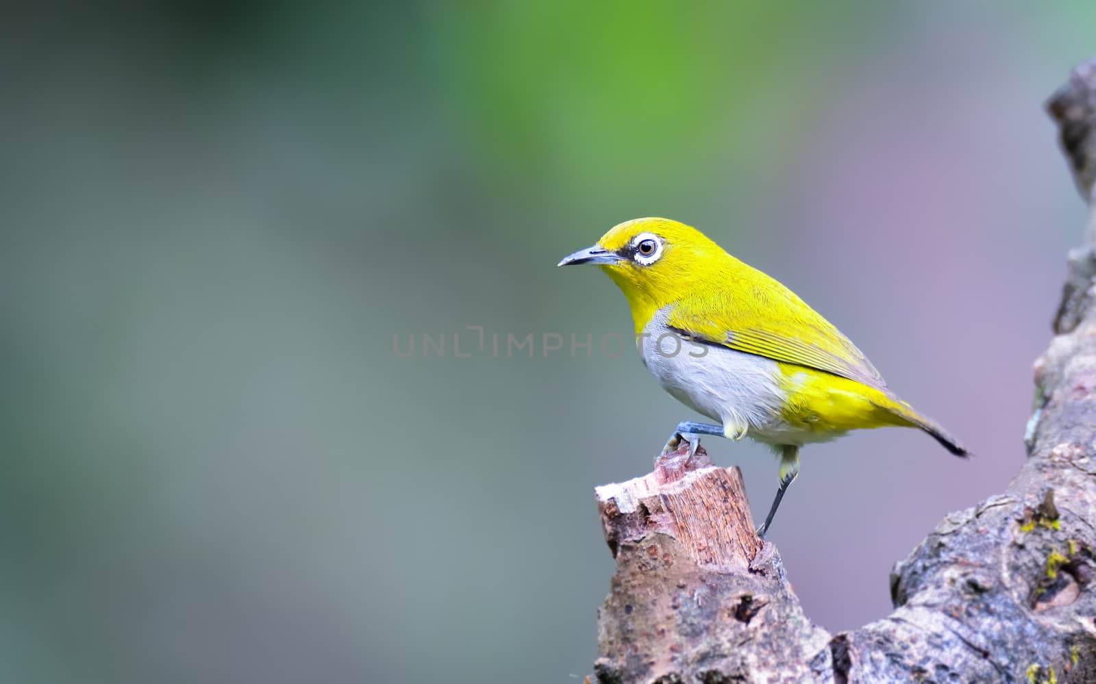 Oriental white-eye: Hyperactive little yellow bird with an off-white belly and white spectacles. Found in a wide range of habitats.