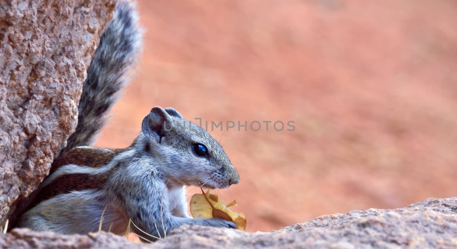 Indian palm squirrel or three-striped palm squirrel by rkbalaji