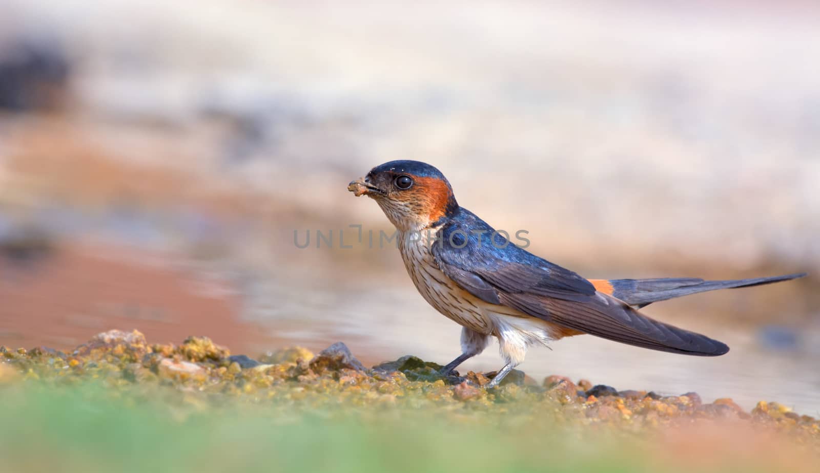 Red-rumped swallow by rkbalaji