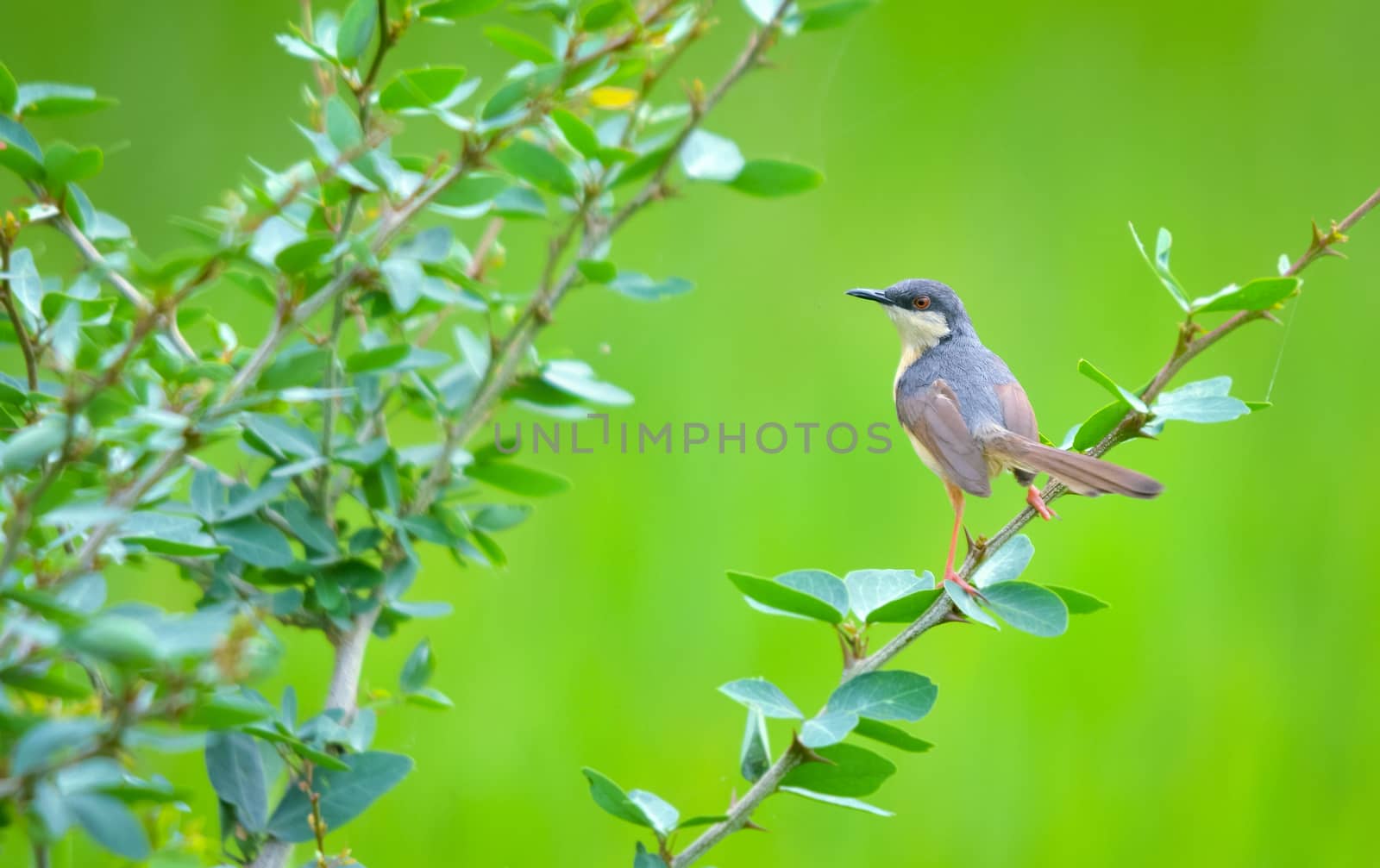 The ashy prinia or ashy wren-warbler by rkbalaji