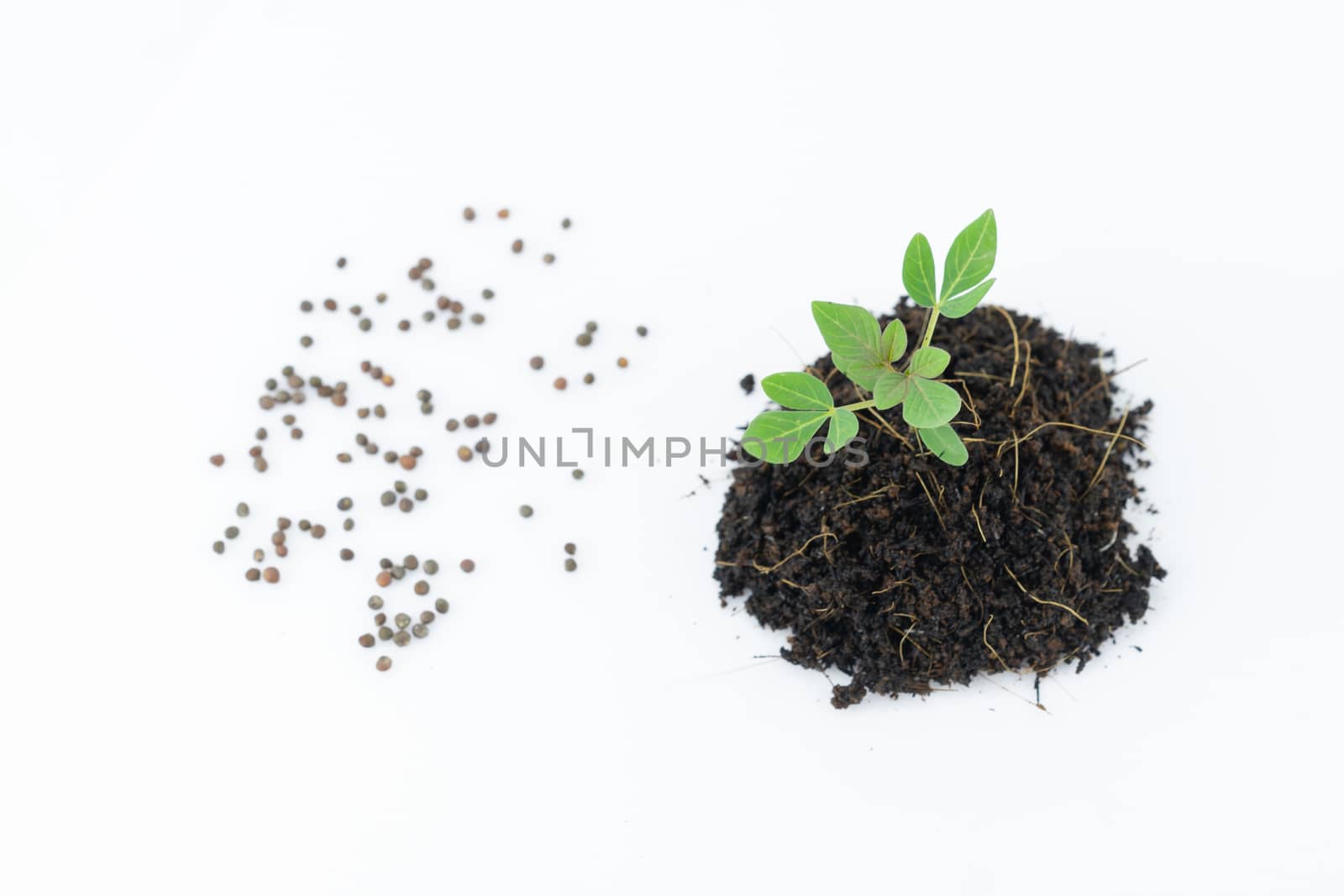 Seedlings and seeds on a white background