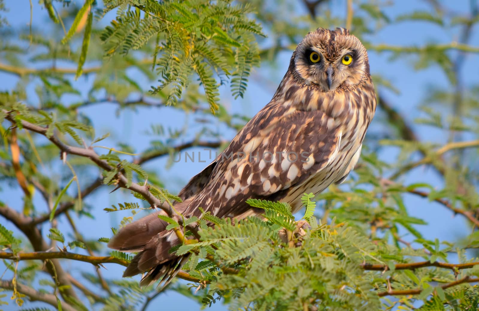 Short-eared owl by rkbalaji