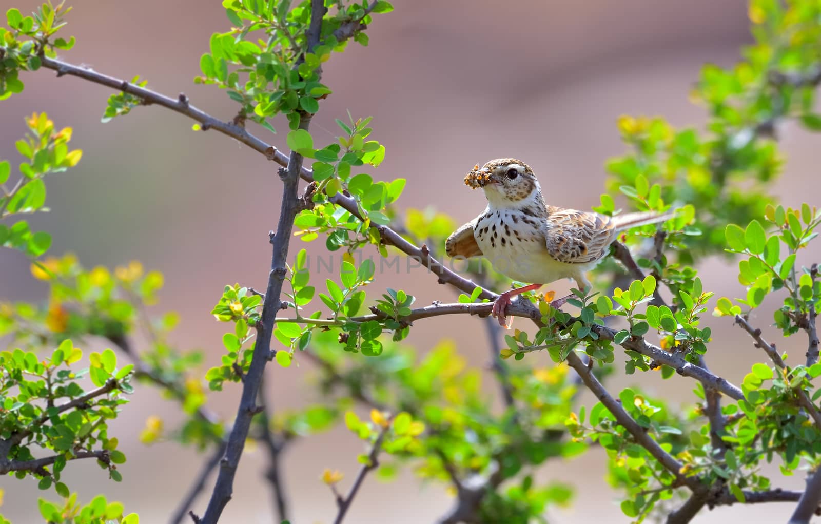 The bush lark is a species of lark in the family Alaudidae found in South Asia.