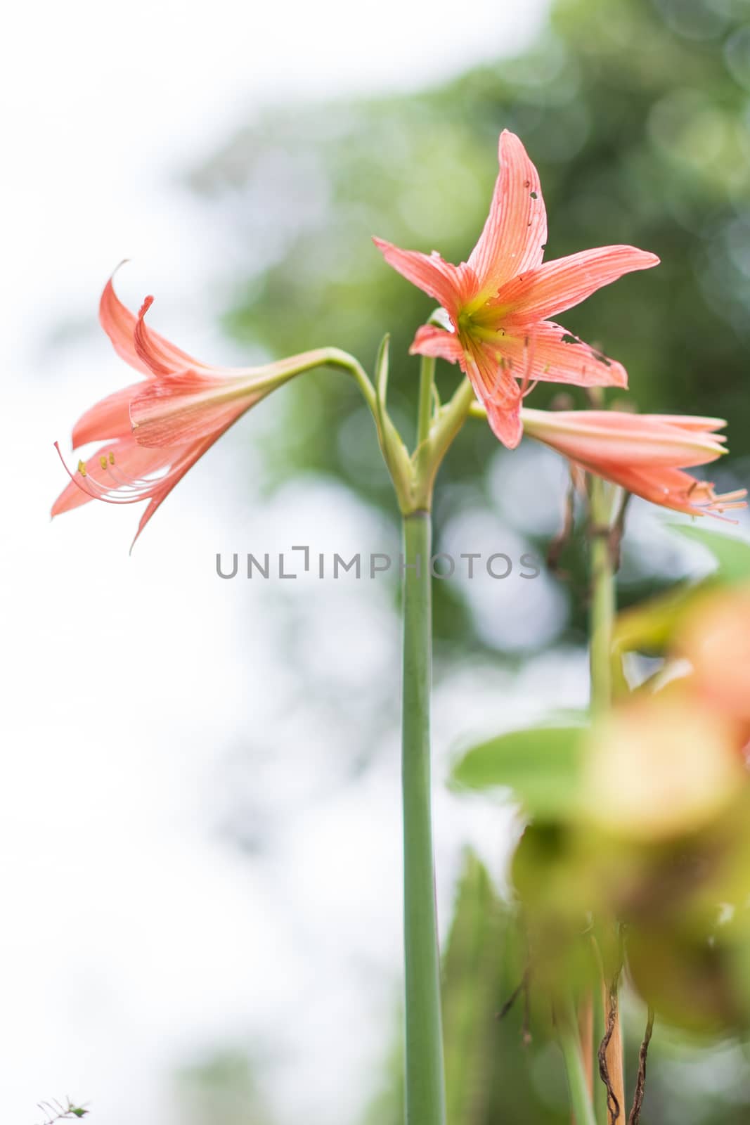 Red orange flowers have long stamens. (Four directions flowers)  by JCStock