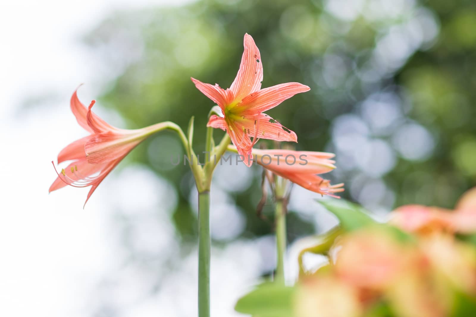 Red orange flowers have long stamens. (Four directions flowers) by JCStock