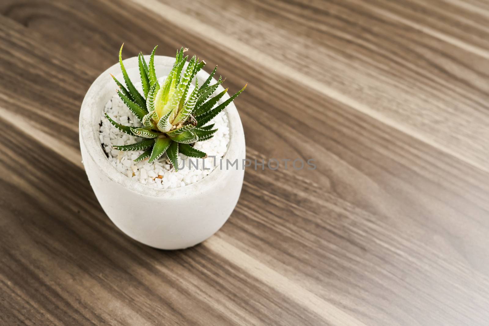 A beautiful havathia was planted in a small cement pot placed on a wooden table.