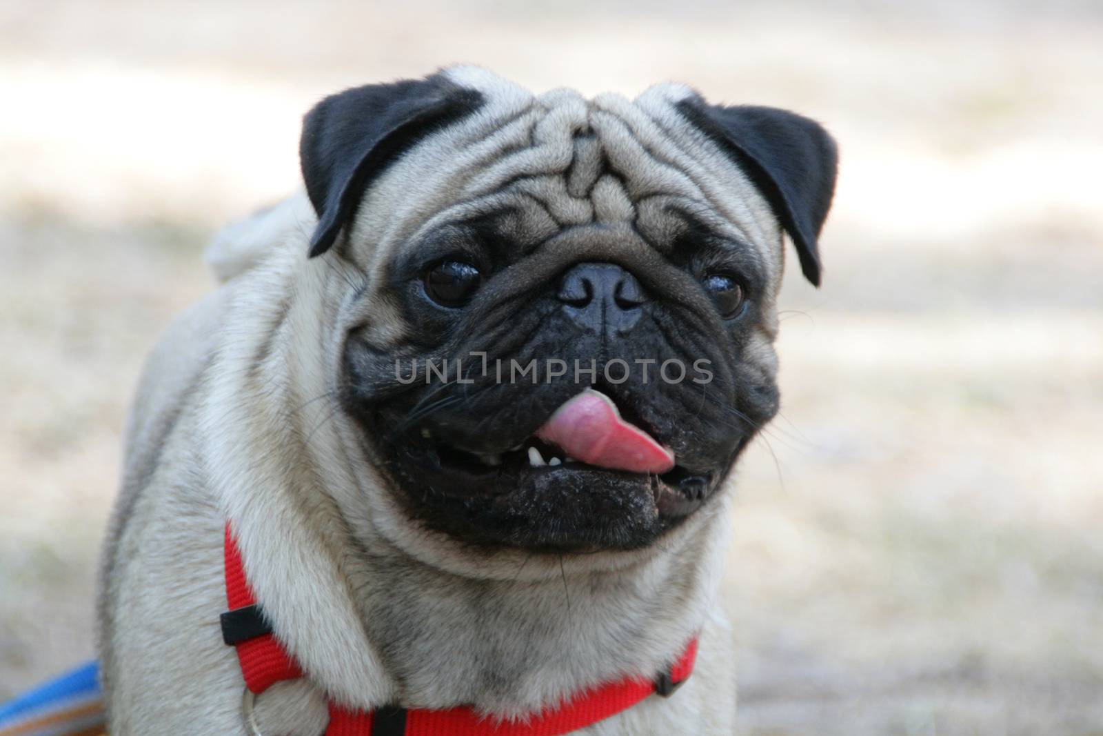 My lovely dog pug name Zumo