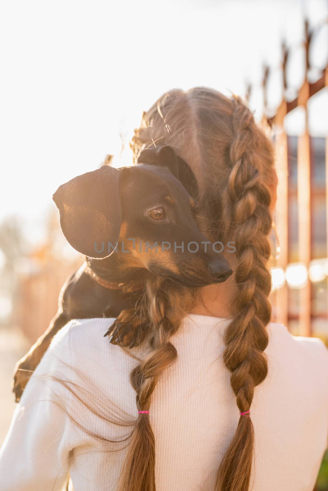 Pet care concept. Young woman with plaited hair holding her dachshund dog in her arms outdoors in sunset. Focus on dog