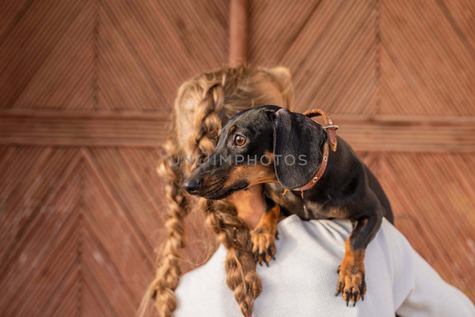 Pet care concept. Young woman with plaited hair holding her pet dachshund in her arms outdoors