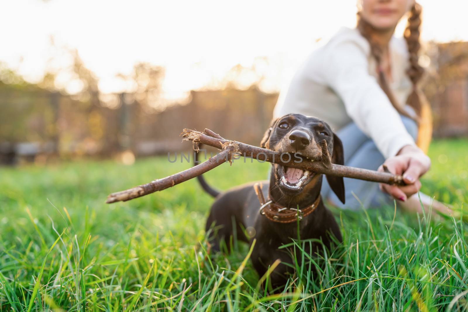 Pet care concept. Funny dachshund playing with her owner in the grass