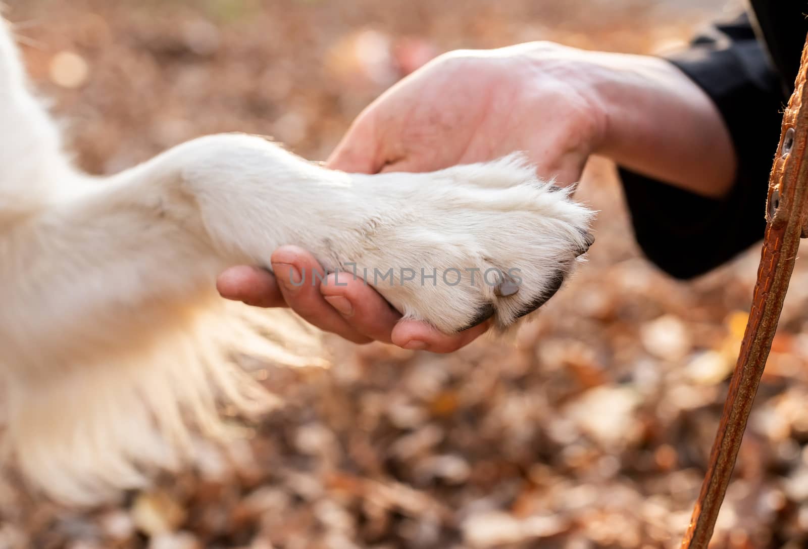 blond woman holding a paw of her dog by Desperada