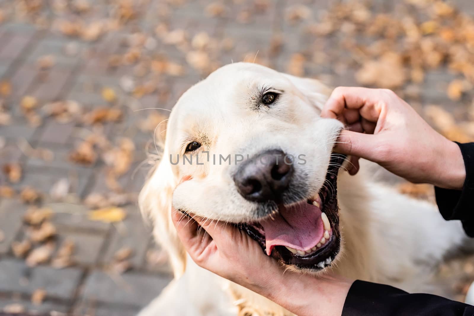 Pet care concept. Funny smiling golden retriever dog in the park