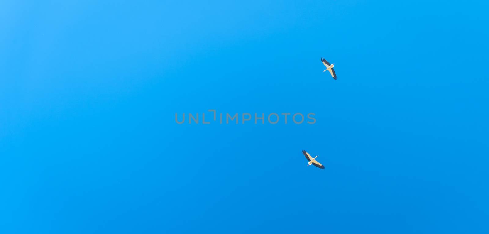couple of stork flying in the blue sky. banner with copy space.