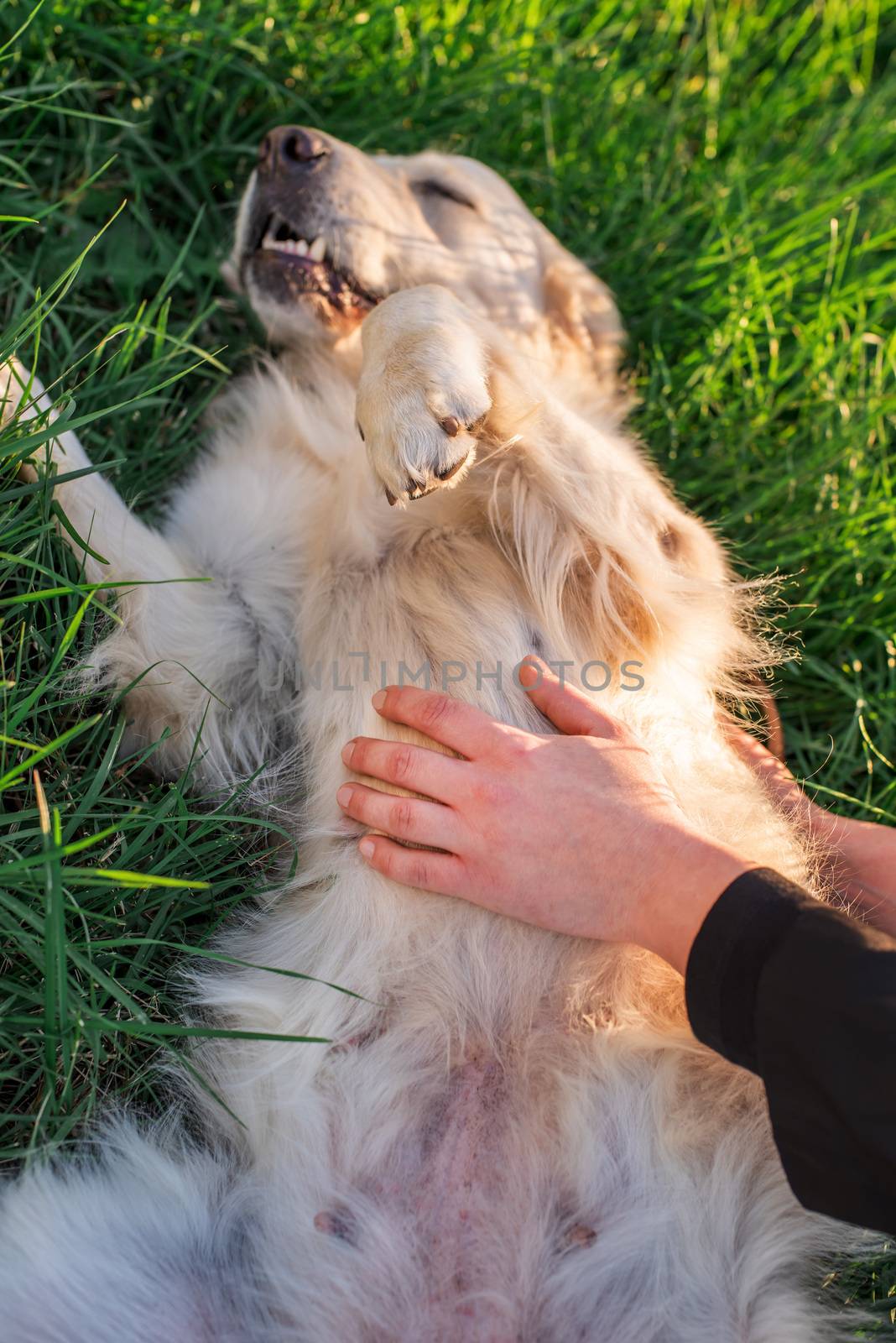 Pet care concept. Beautiful caucasian woman laying on the grass with her golden labrador retriever dog at a park in the sunset