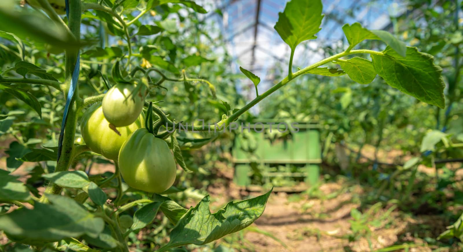 growing tomatoes in organic quality without chemicals in a greenhouse on the farm. healthy food, vegetables by Edophoto
