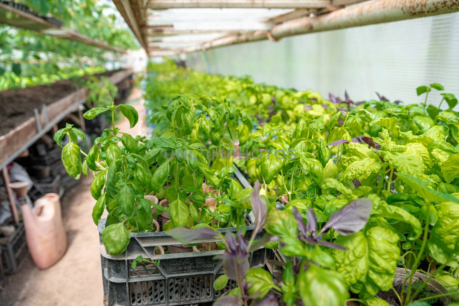 basil seedlings in a greenhouse on an organic farm by Edophoto