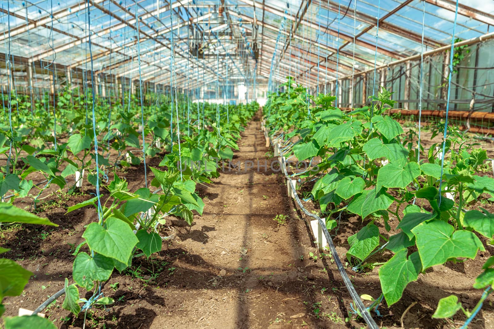 cucumbers growing in a greenhouse, healthy vegetables without pesticide, organic product.