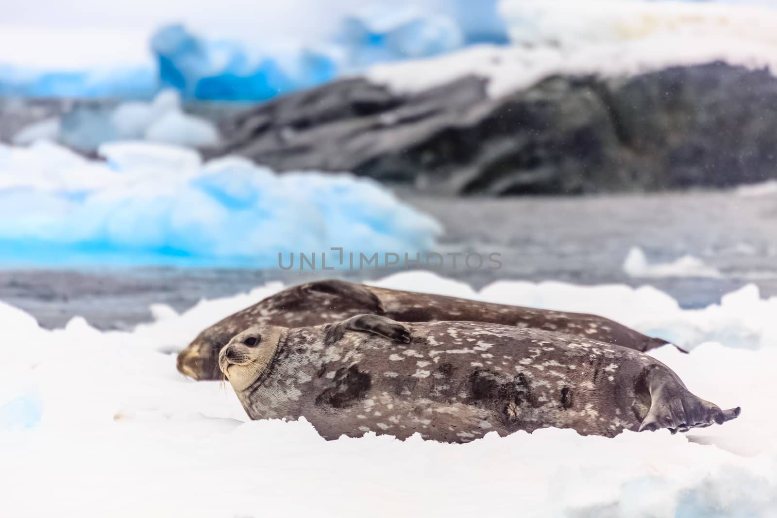 Weddell seals couple relaxing in the snow, near Port Lockroy, Wi by ambeon