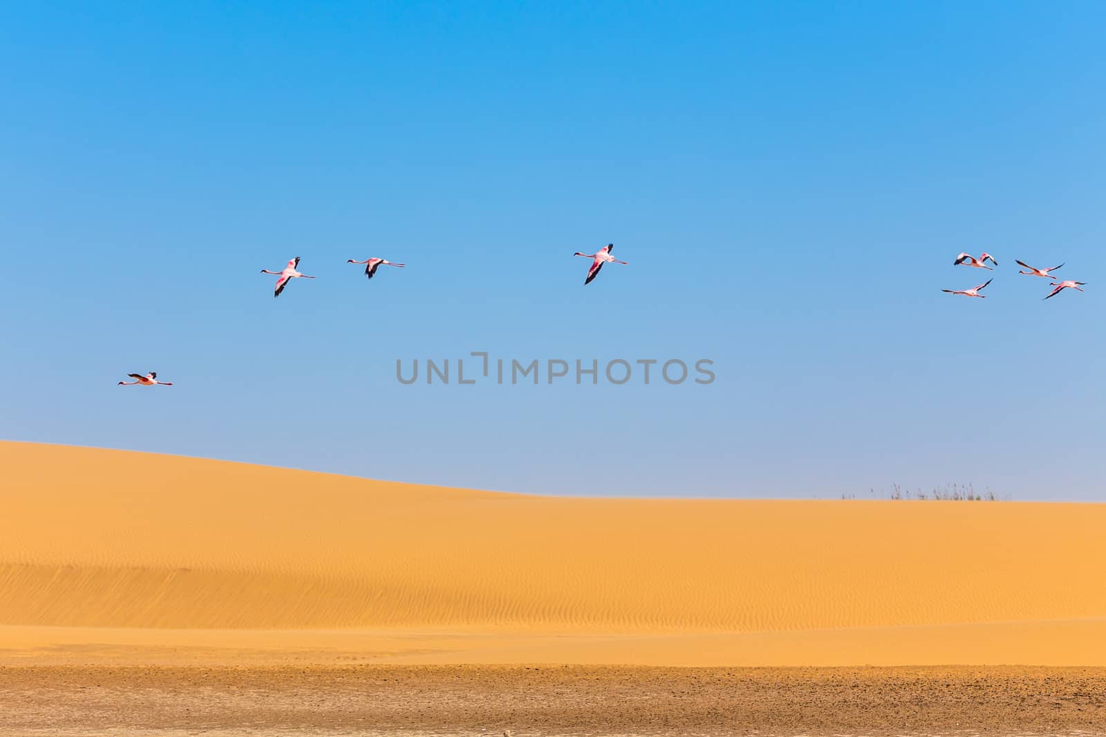 Flying pink flamingo over  the dune in Kalahari Desert, Namibia by ambeon