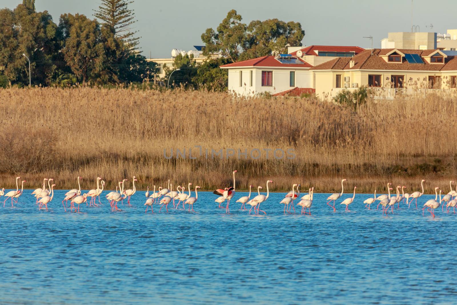 Lots of pink flamingos marching across the lake with residential buildings in the background, Larnaca salt lake, Cyprus