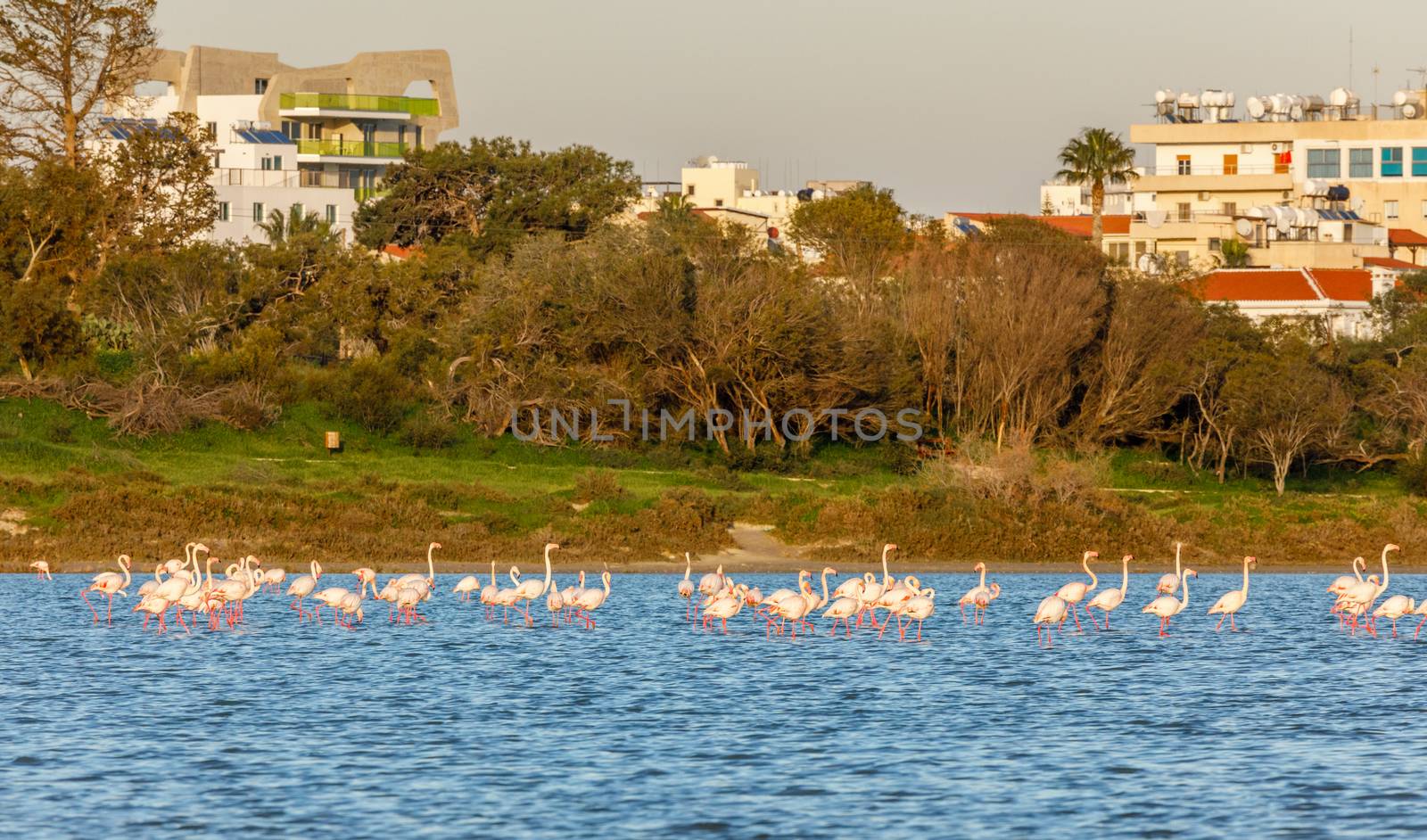 Lots of pink flamingos marching across the lake with residential by ambeon