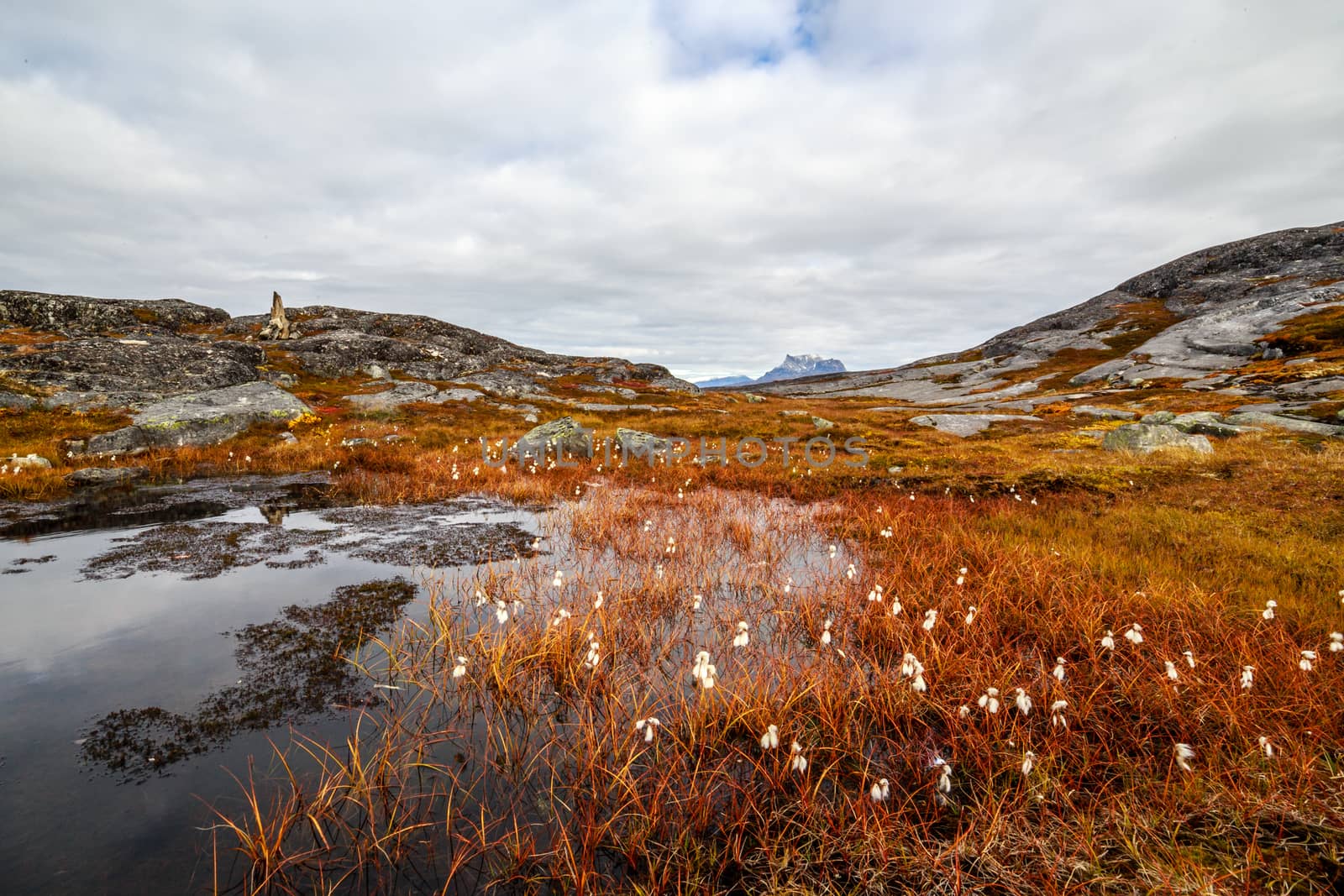 Autumn greenlandic orange tundra landscape with marsh, white flowers and stones in the background, Nuuk, Greenland