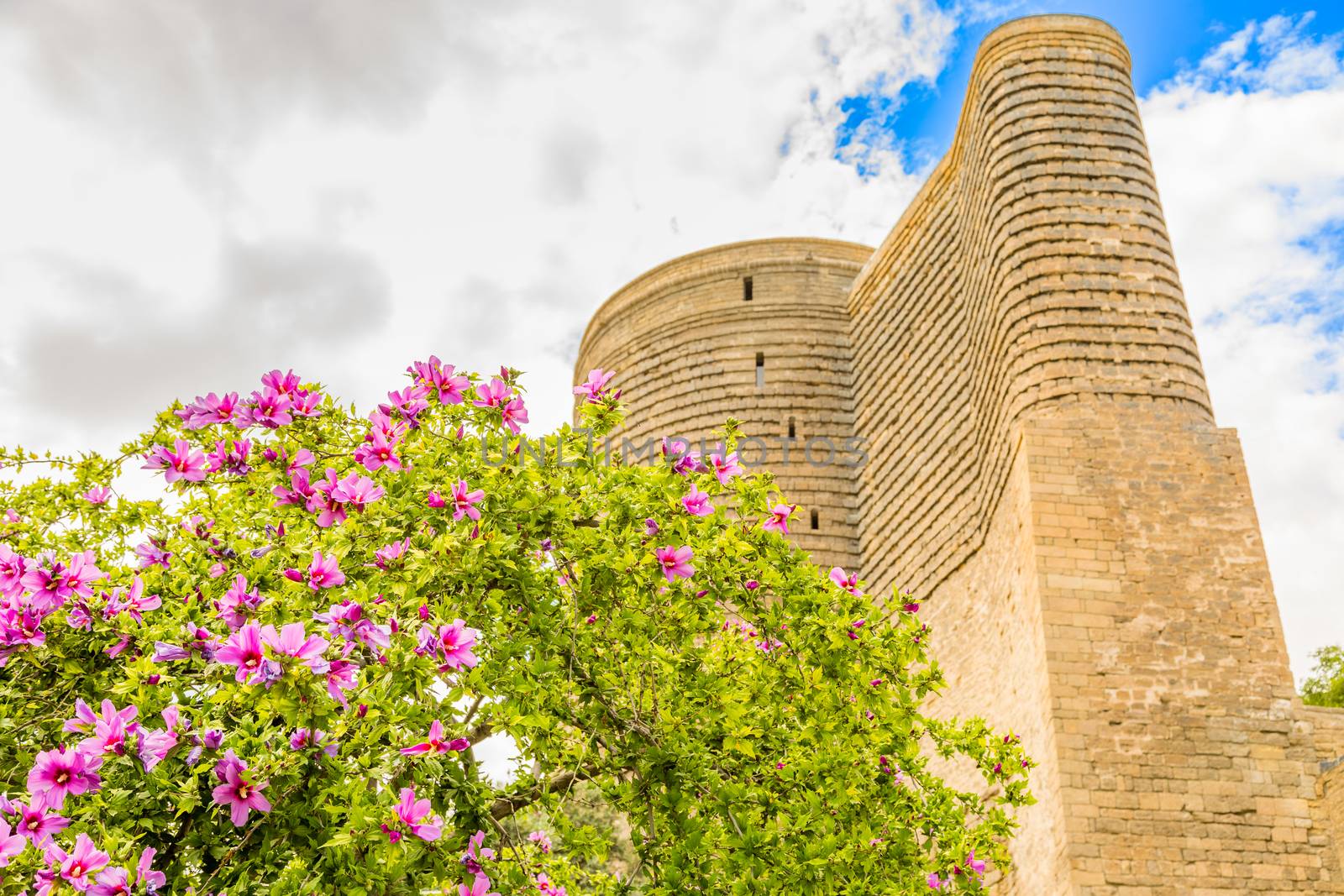 Gız Galası or medieval maiden tower with blooming tree in the foreground, old town, Baku, Azerbaijan