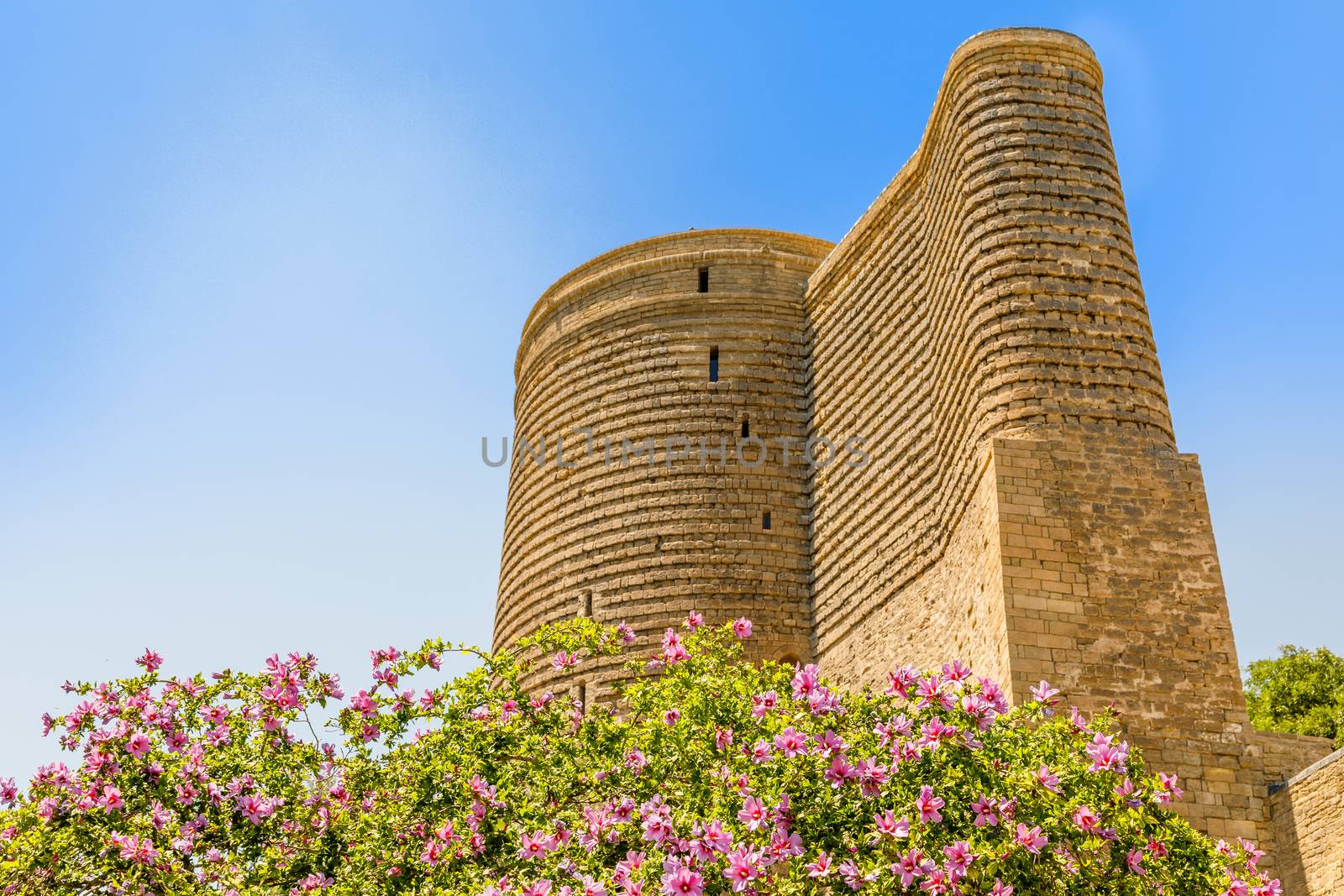 Gız Galası or medieval maiden tower with blooming tree in the foreground, old town, Baku, Azerbaijan