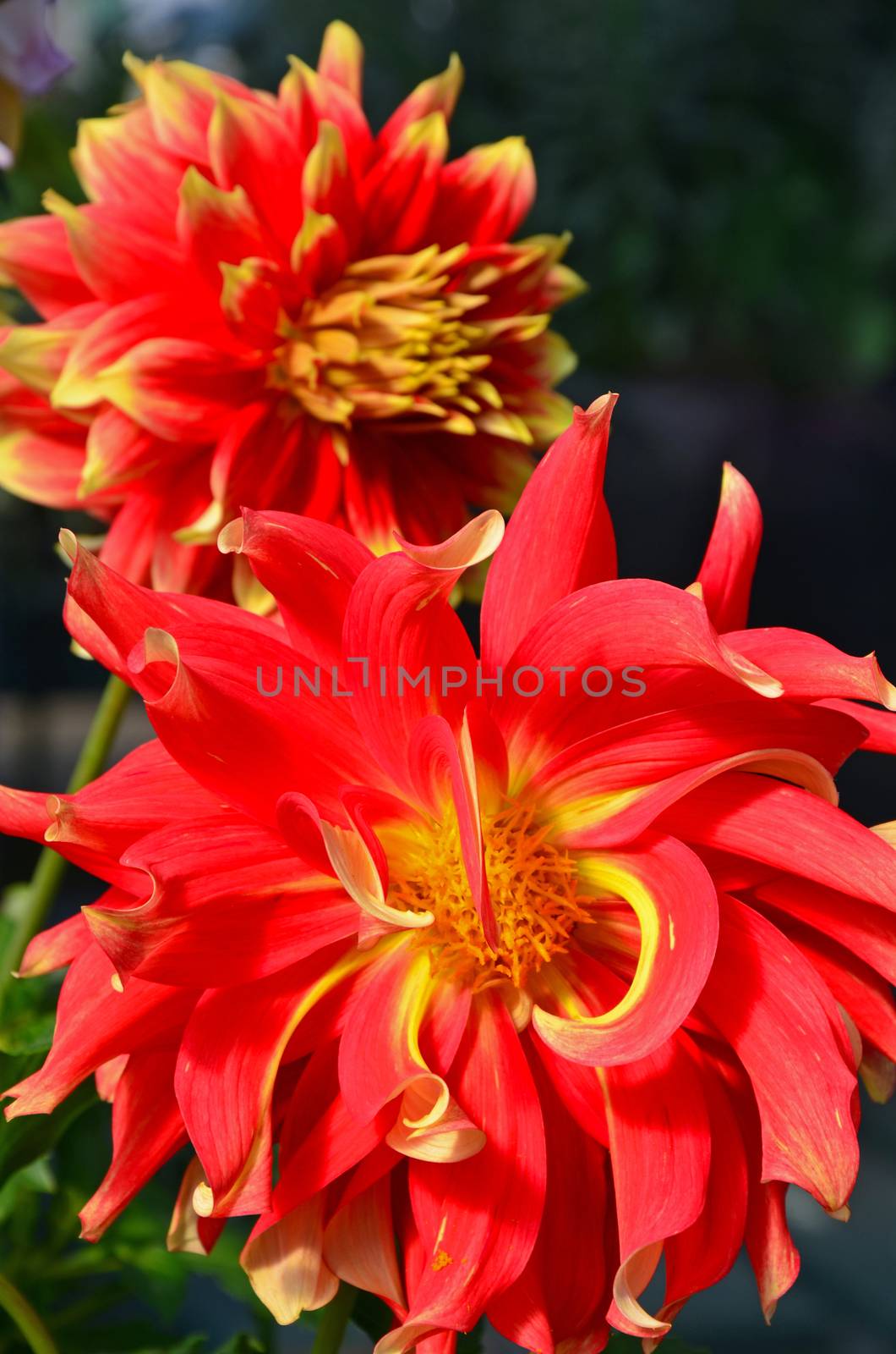 Two beautiful orange and yellow dahlia flowers in full bloom