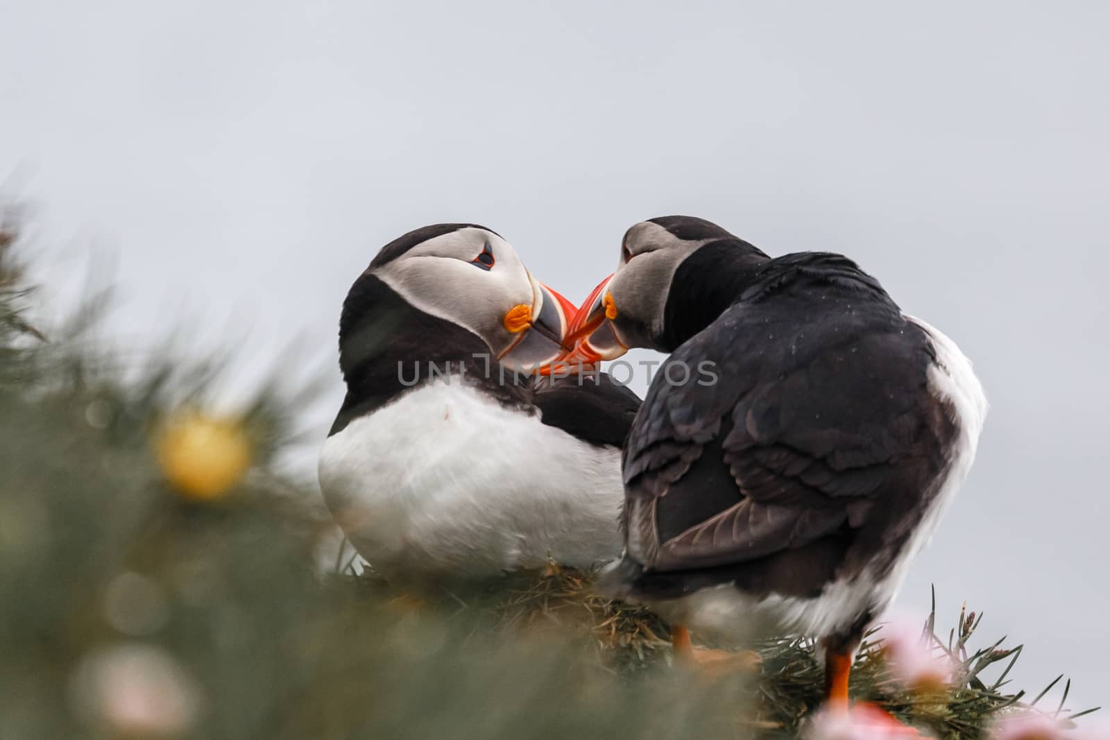 Couple of Icelandic puffins kissing, Latrabjarg cliffs, Westfjor by ambeon