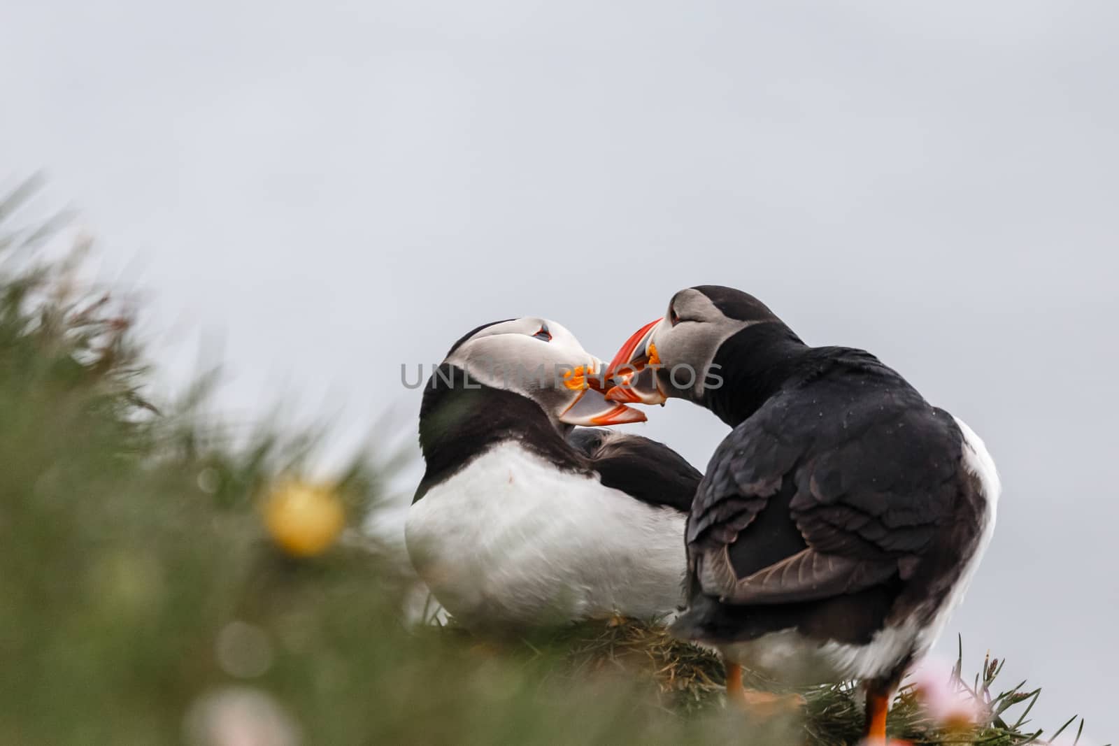 Couple of Icelandic puffins kissing, Latrabjarg cliffs, Westfjor by ambeon