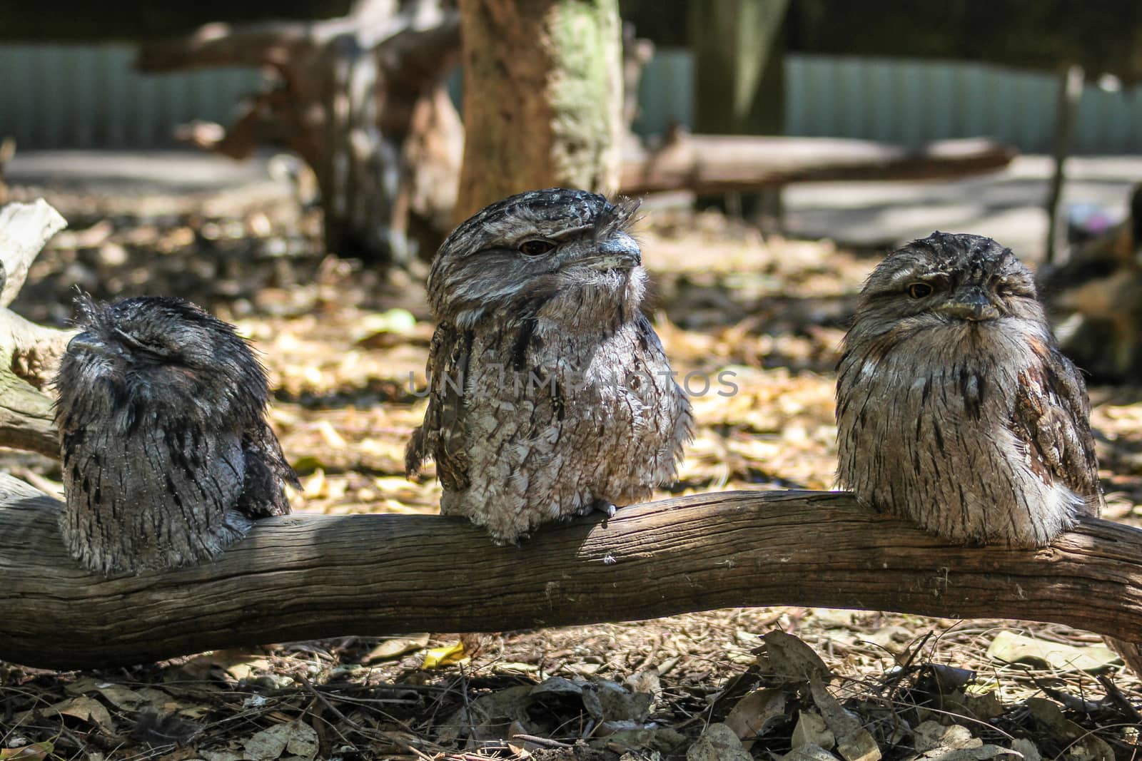 Three australian frogmouth owls sitting on the branch, Sydney Australia