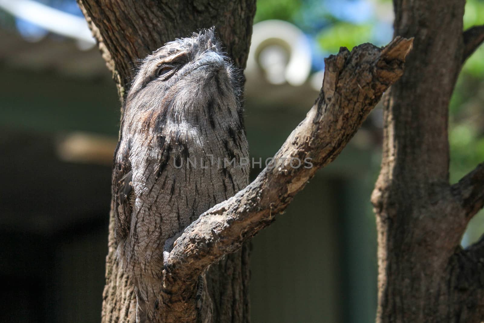 Australian frogmouth nightjar hiding with his feather camouflage on the branch, Sydney Australia