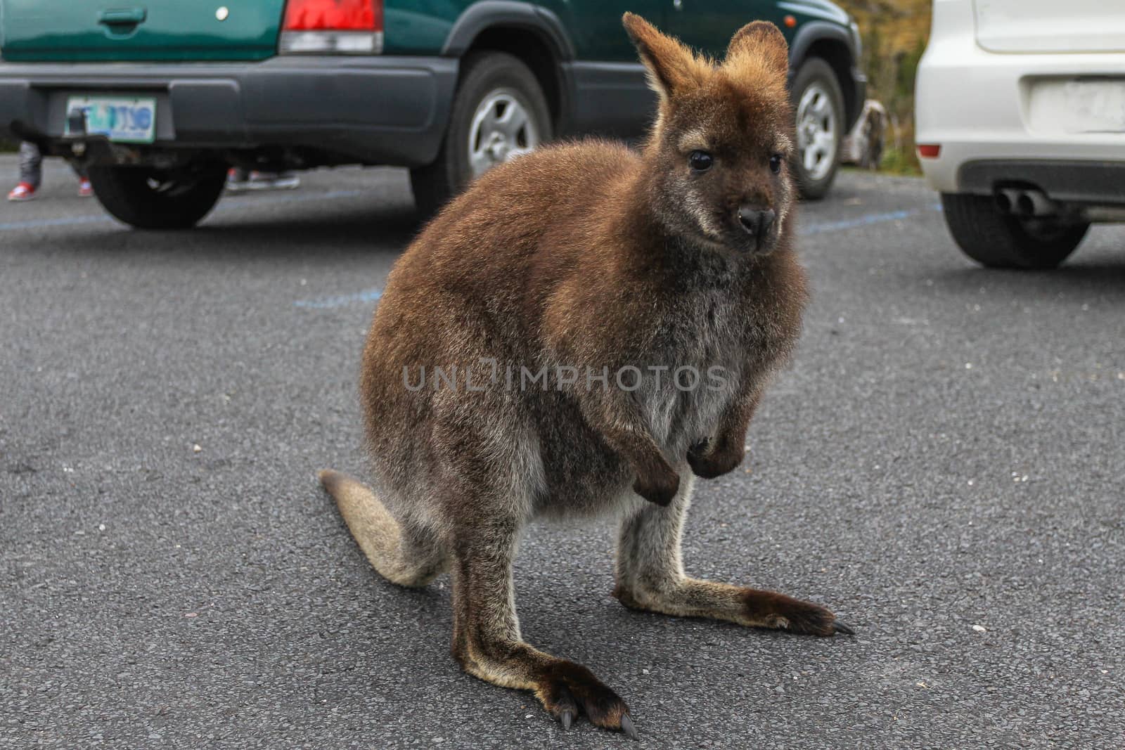 Small wallaby standing on the parking lot, Cradle mountain national park, Tasmania