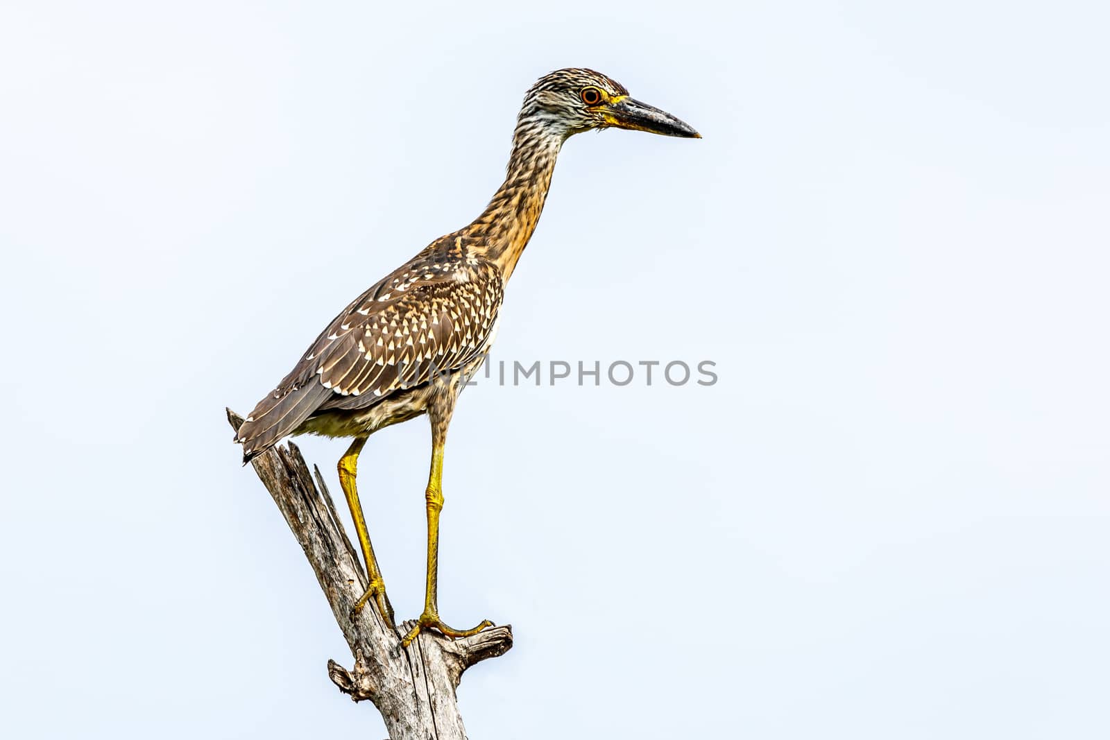 Young limpkin or aramus guarauna perched on the tree, Laguna De  by ambeon