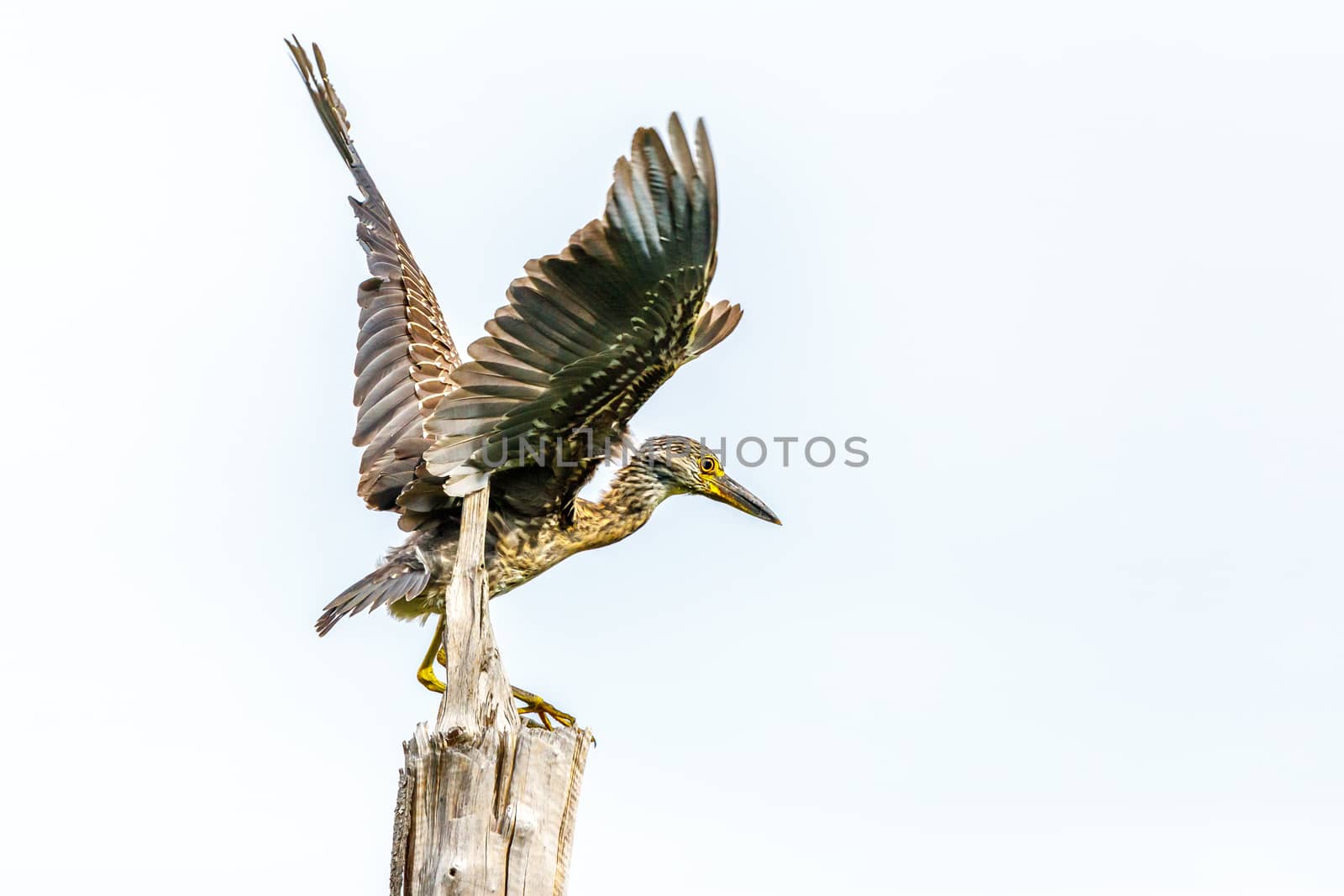 Young limpkin or aramus guarauna spreaded wings on the tree, Lag by ambeon