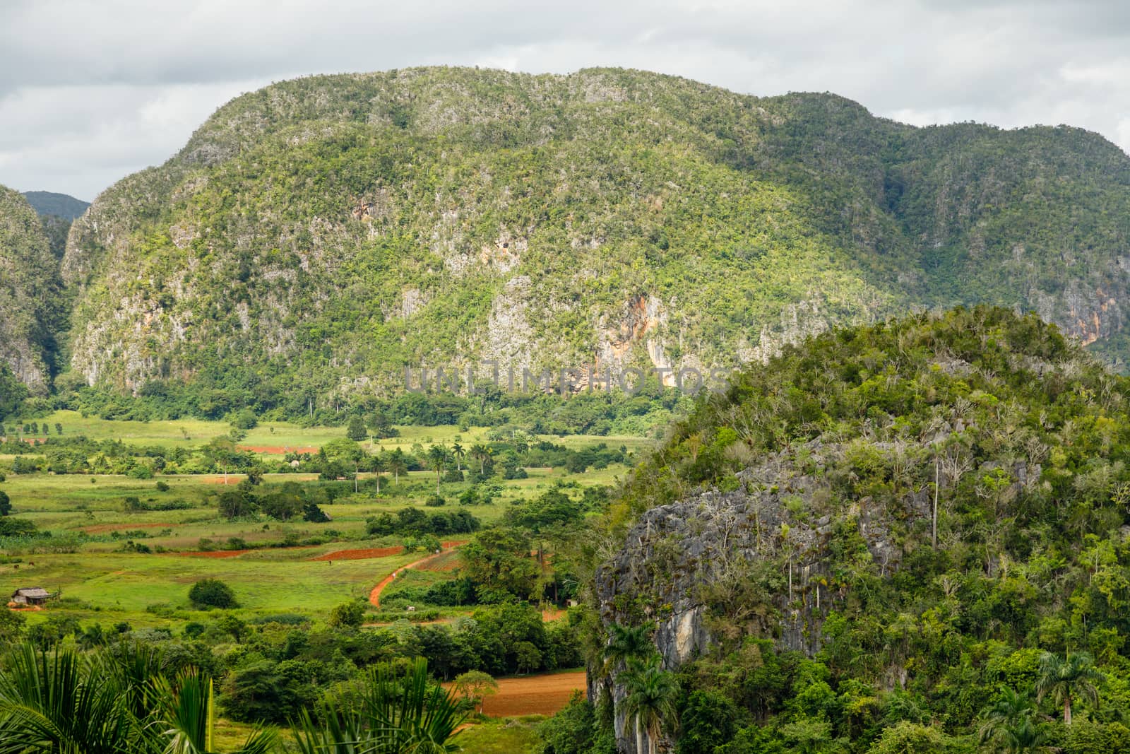 Green caribbean valley with mogotes hills landscape, Vinales, Pi by ambeon