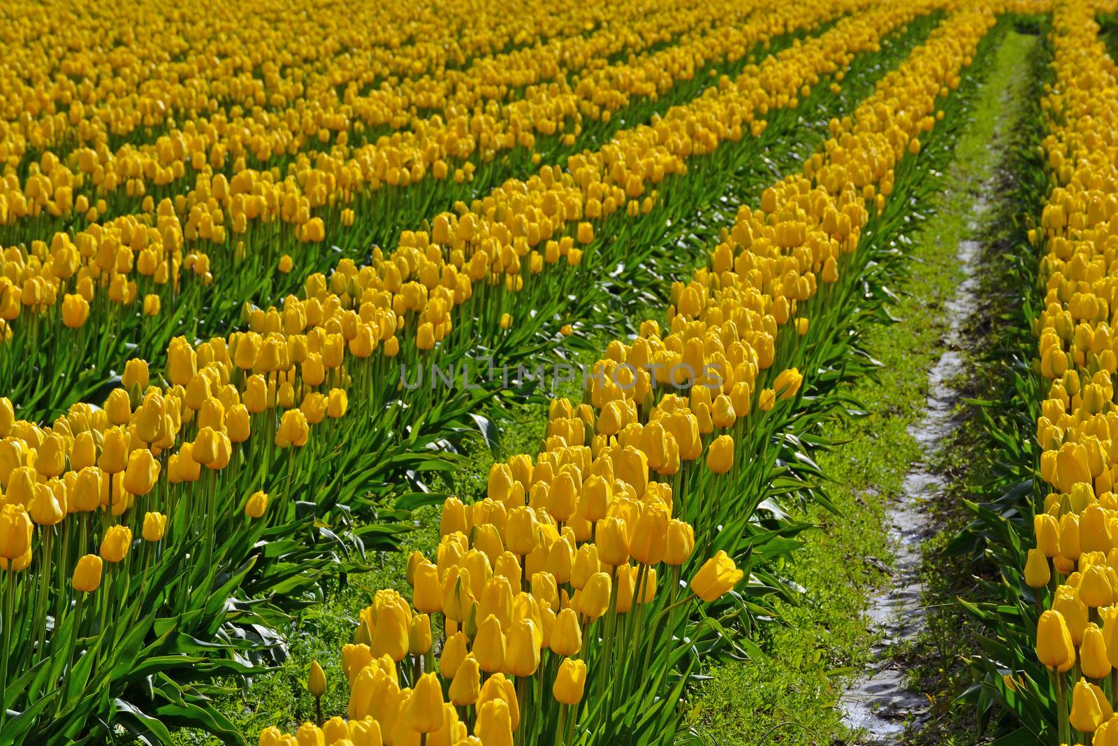 Rows of beautiful yellow spring tulips