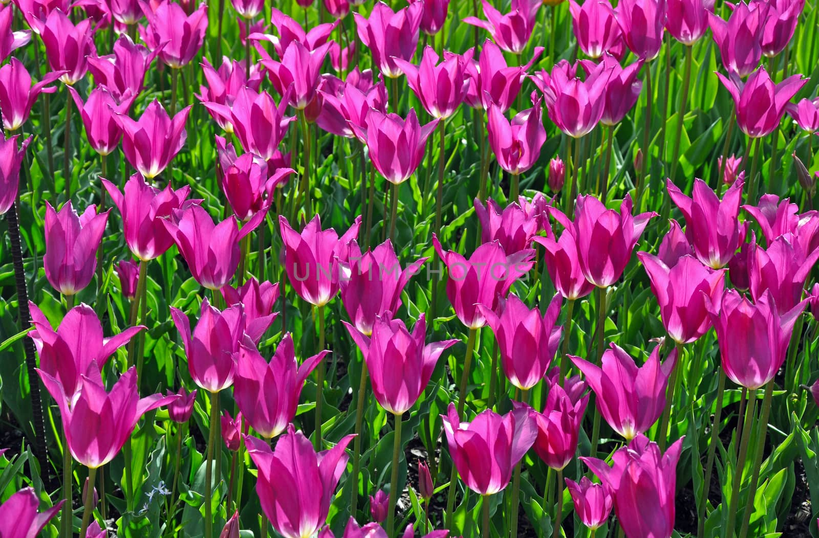 Beautiful purple tulips blooming in sunshine