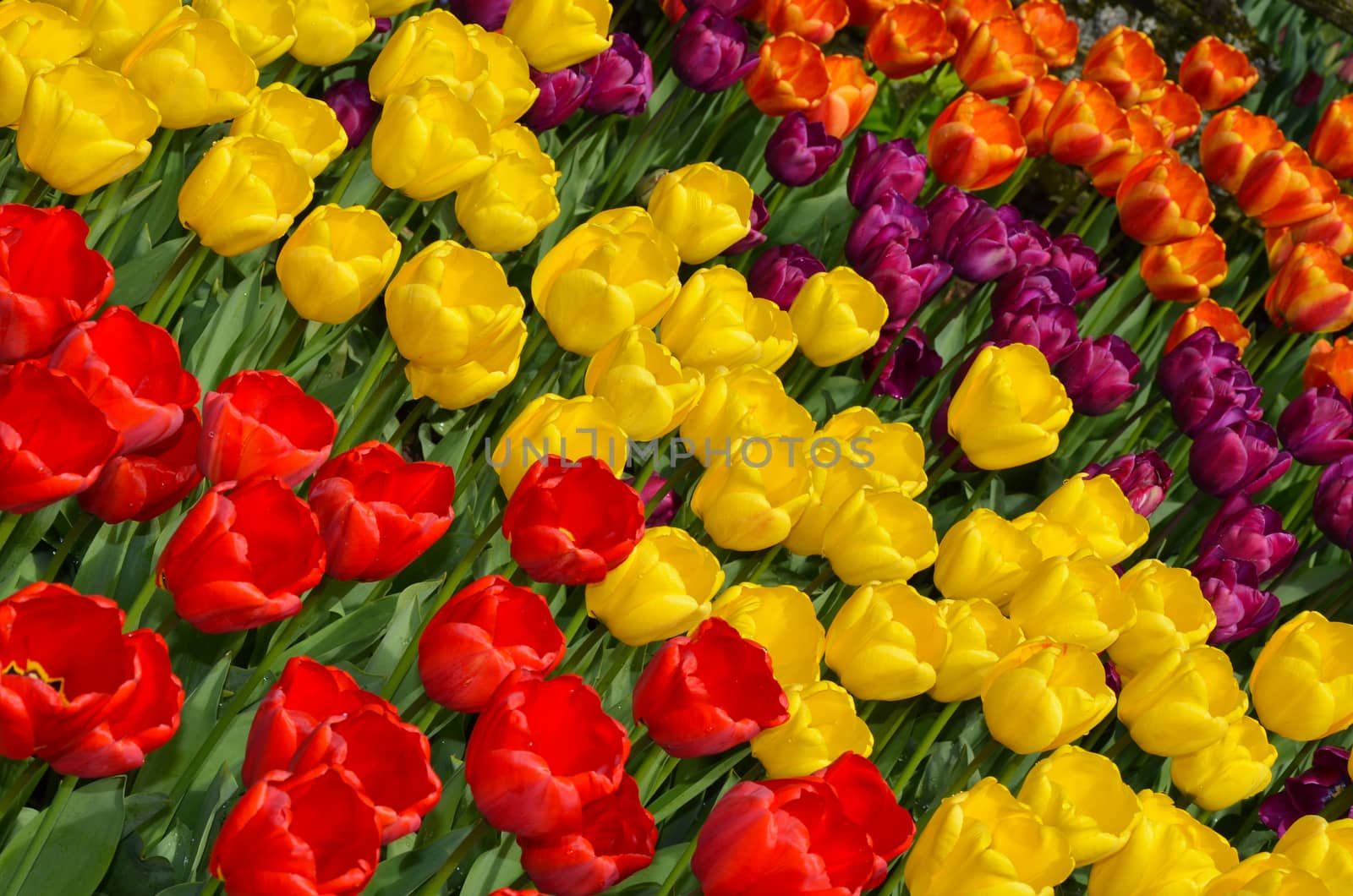Colorful tulip beauties