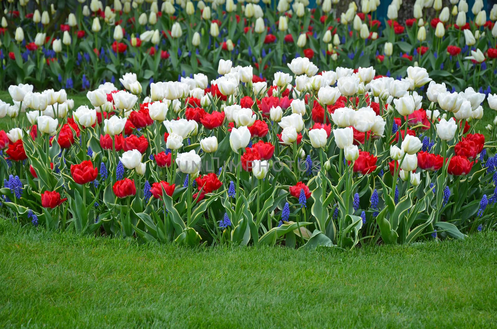 Beautiful red and white tulips garden