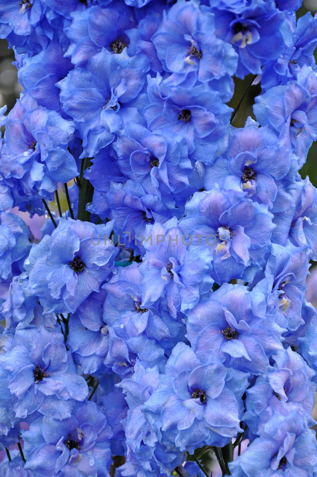 Close up of beautiful blue delphinium flowers