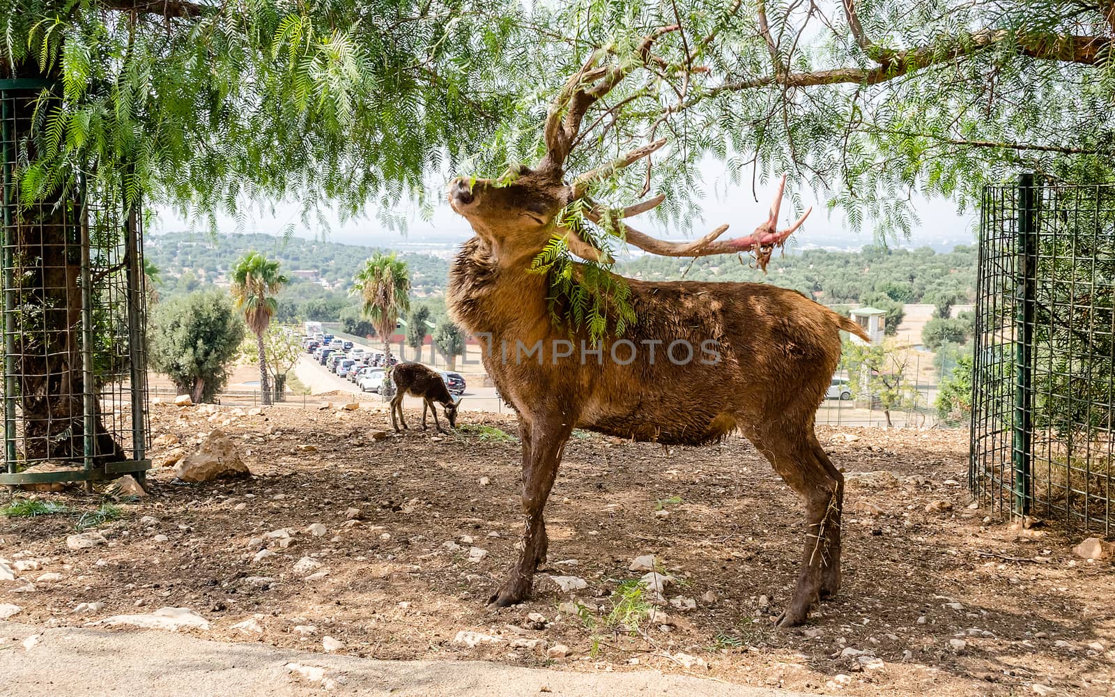 Idillic view of a deer scratching eyes closed with a branch in forest