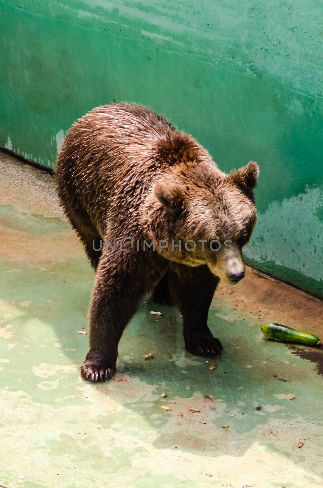 Brown bear waiting for food at the zoo